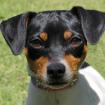 AMY FLOH - weiblich 1 Jahr 36 cm 6 kg Pinscher-Mix Gechipt