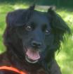MISS PUMA - weiblich 3 Jahre 40 cm 12 kg Spaniel-Mix Gechipt